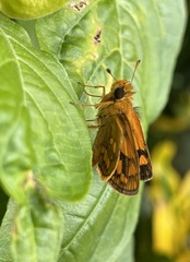 Taractrocera luzonensis