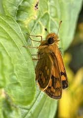 Taractrocera luzonensis