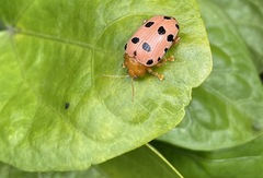 Podontia quatuordecimpunctata