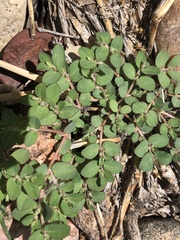 Euphorbia prostrata