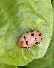 Podontia quatuordecimpunctata