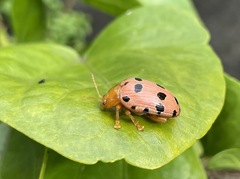 Podontia quatuordecimpunctata