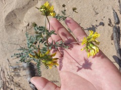 Astragalus sericeocanus