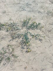 Astragalus sericeocanus