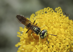 Philanthus multimaculatus