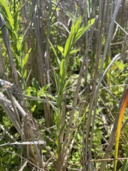 Epilobium strictum
