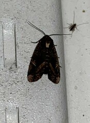 Homophoberia apicosa