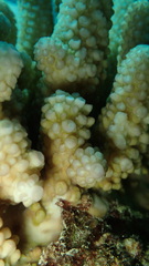 Acropora gemmifera