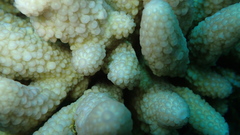 Acropora gemmifera