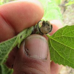 Angiospermae