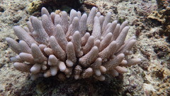 Acropora gemmifera