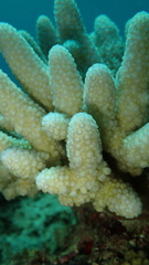 Acropora gemmifera