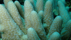 Acropora gemmifera