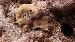 Goniastrea stelligera