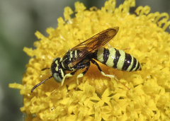 Philanthus multimaculatus