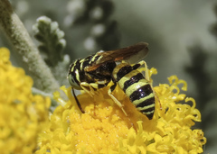 Philanthus multimaculatus