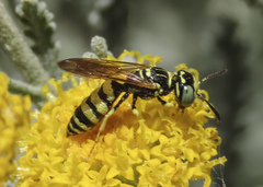 Philanthus multimaculatus
