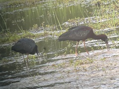 Plegadis chihi × Plegadis falcinellus