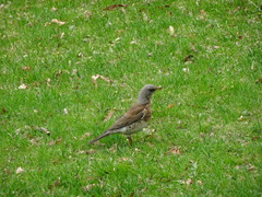 Turdus pilaris
