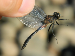 Leucorrhinia proxima