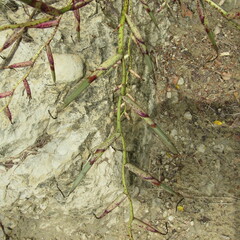 Tillandsia flexuosa