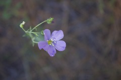 Linum lewisii