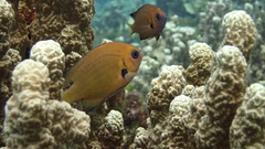Pycnochromis pacifica