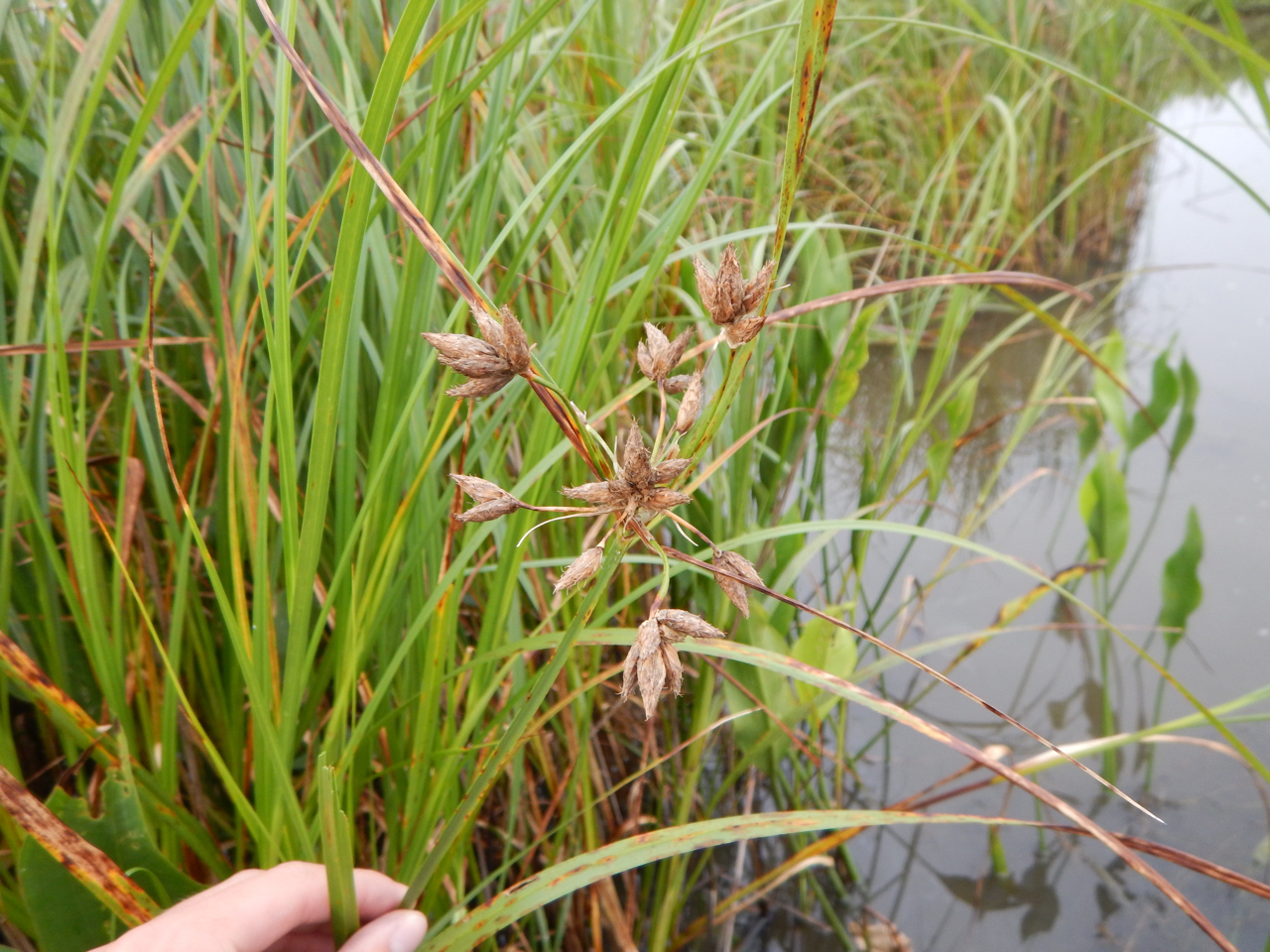Bolboschoenus novae-angliae