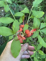 Rhododendron cumberlandense