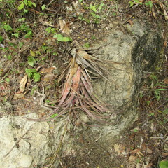 Tillandsia flexuosa