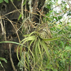 Tillandsia flexuosa