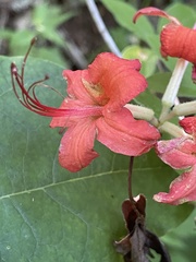 Rhododendron cumberlandense