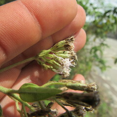 Eupatorieae