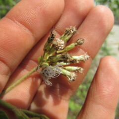 Eupatorieae