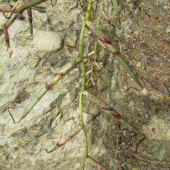 Tillandsia flexuosa