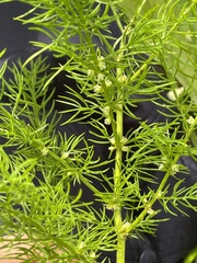 Asparagus schoberioides