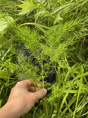 Asparagus schoberioides