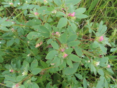 Acmispon denticulatus