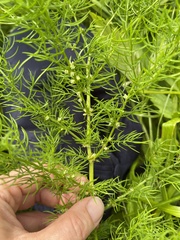 Asparagus schoberioides