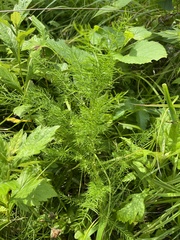 Asparagus schoberioides