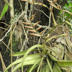 Tillandsia flexuosa