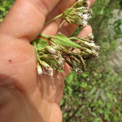 Eupatorieae