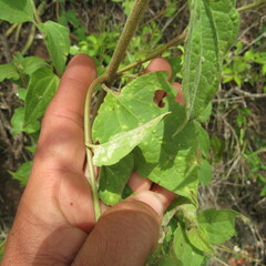 Eupatorieae
