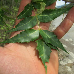 Azadirachta