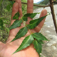 Azadirachta