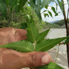 Azadirachta