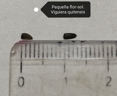 Hymenostephium quitensis