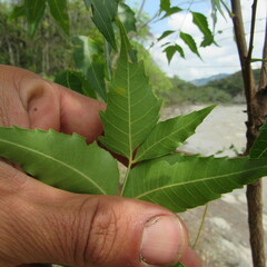 Azadirachta