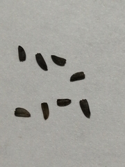 Hymenostephium quitensis