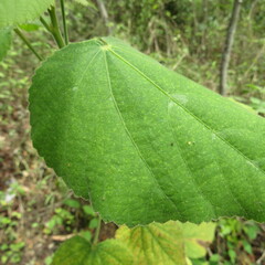 Malvaceae